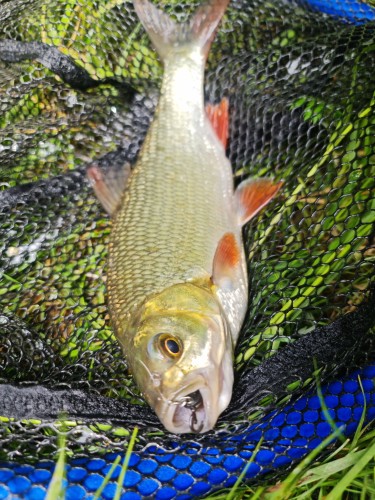 JAŹ NA CHRABĄSZCZA MR BAITS.jpg