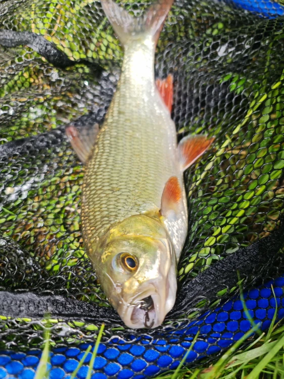 JAŹ NA CHRABĄSZCZA MR BAITS.jpg