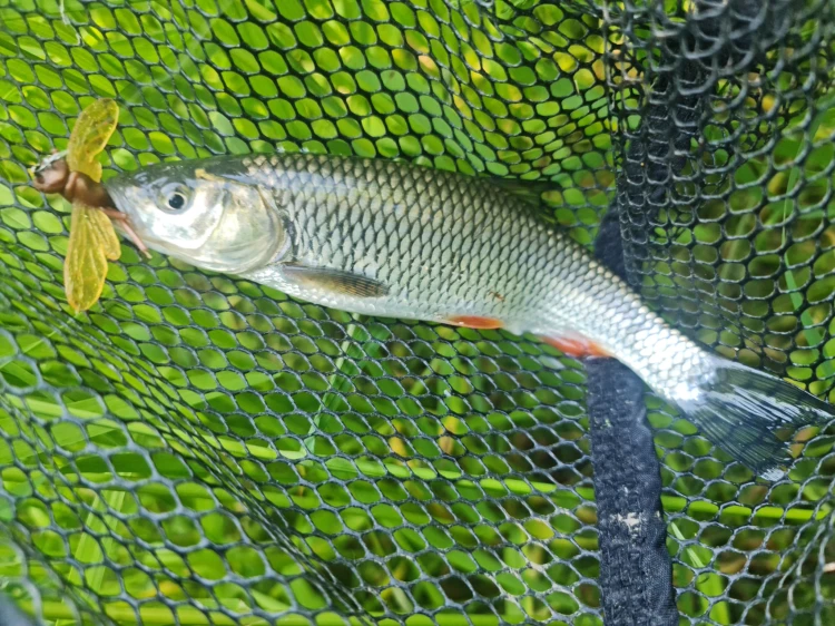 KLEŃ NA SZERSZENIA MR BAITS.jpg