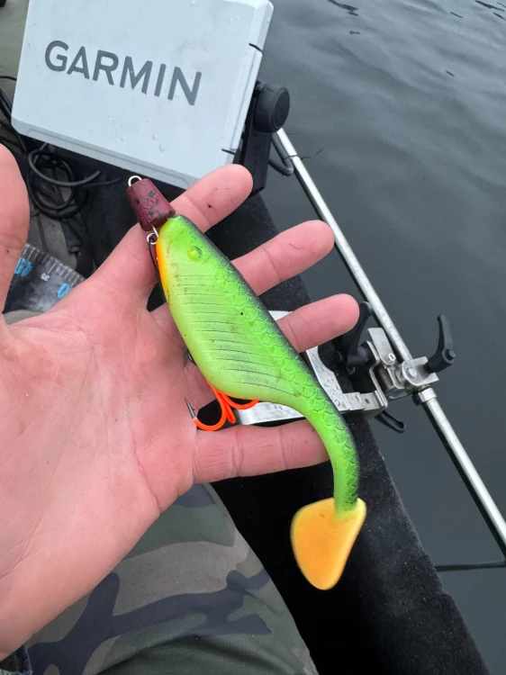 ENEMY 16 CM MR BAITS FIRE TIGER.jpg